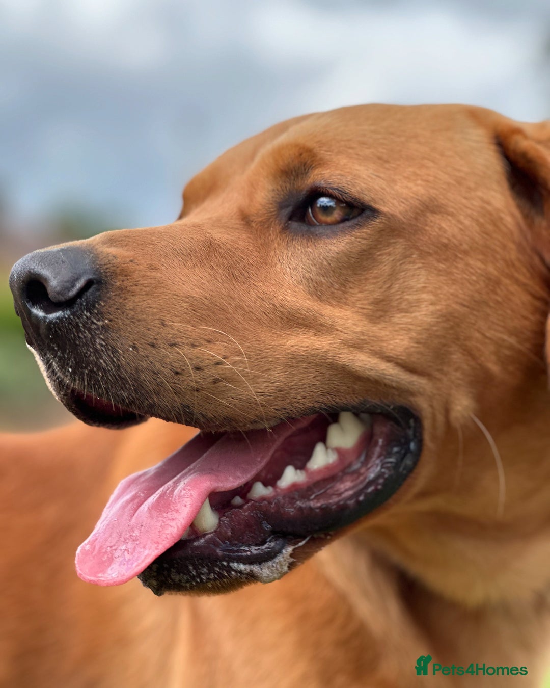 Labrador Retriever dogs for stud: 3 year old Fox Red Labrador Stud KC Registered  in Henley-on-Thames - Image 1