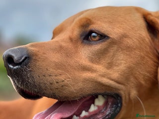 Labrador Retriever dogs in Henley-on-Thames - Advert 2