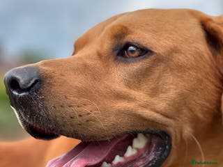 Labrador Retriever dogs 3 year old Fox Red Labrador Stud KC Registered in Henley-on-Thames - Advert 4