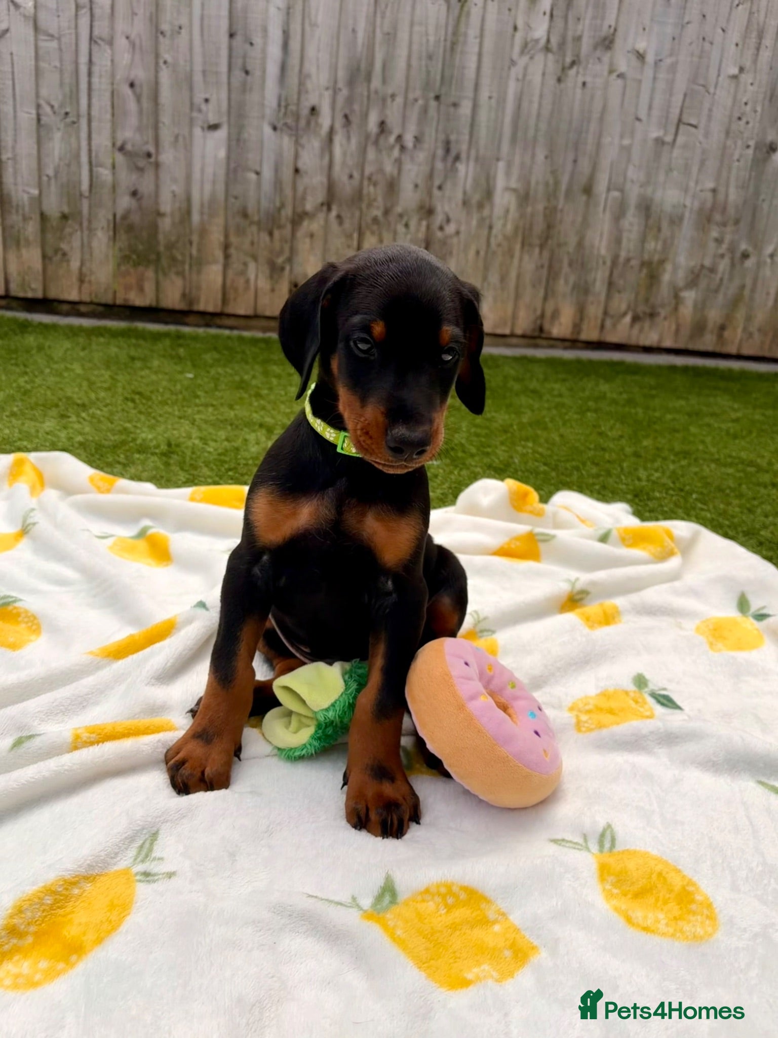Dobermann dogs 🏡Viewings Available Now | KC Registered Dobermans - Advert 1