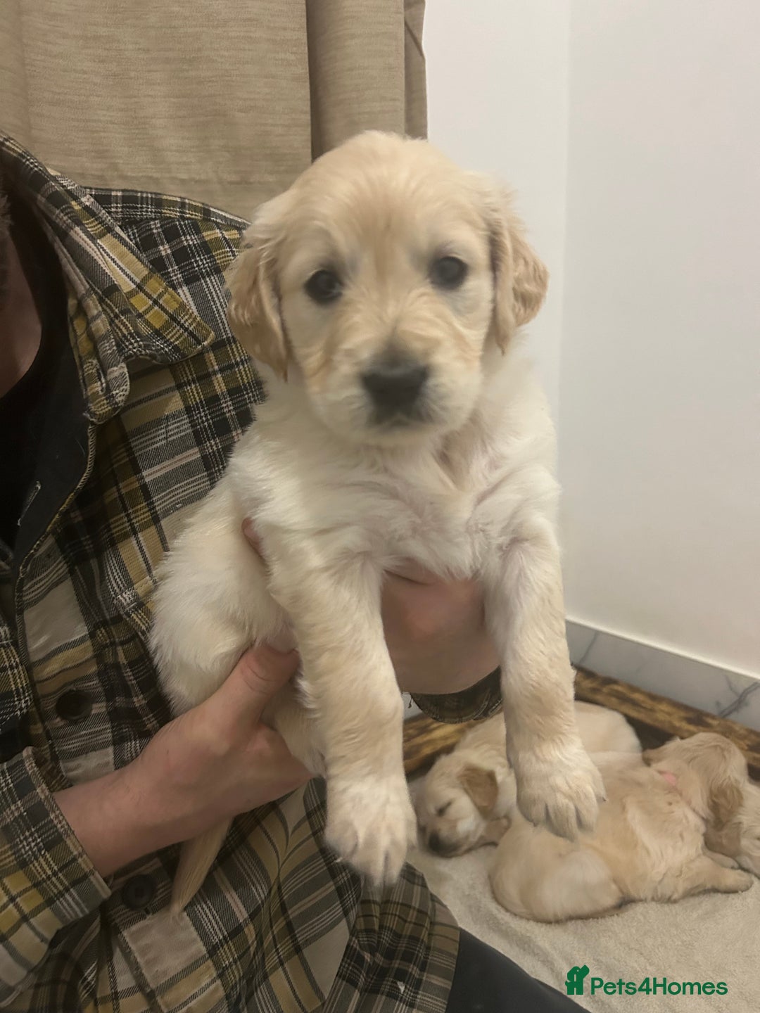 Golden Retriever dogs for sale: Pure breed, show line, ready 23/12/25  - Advert 15