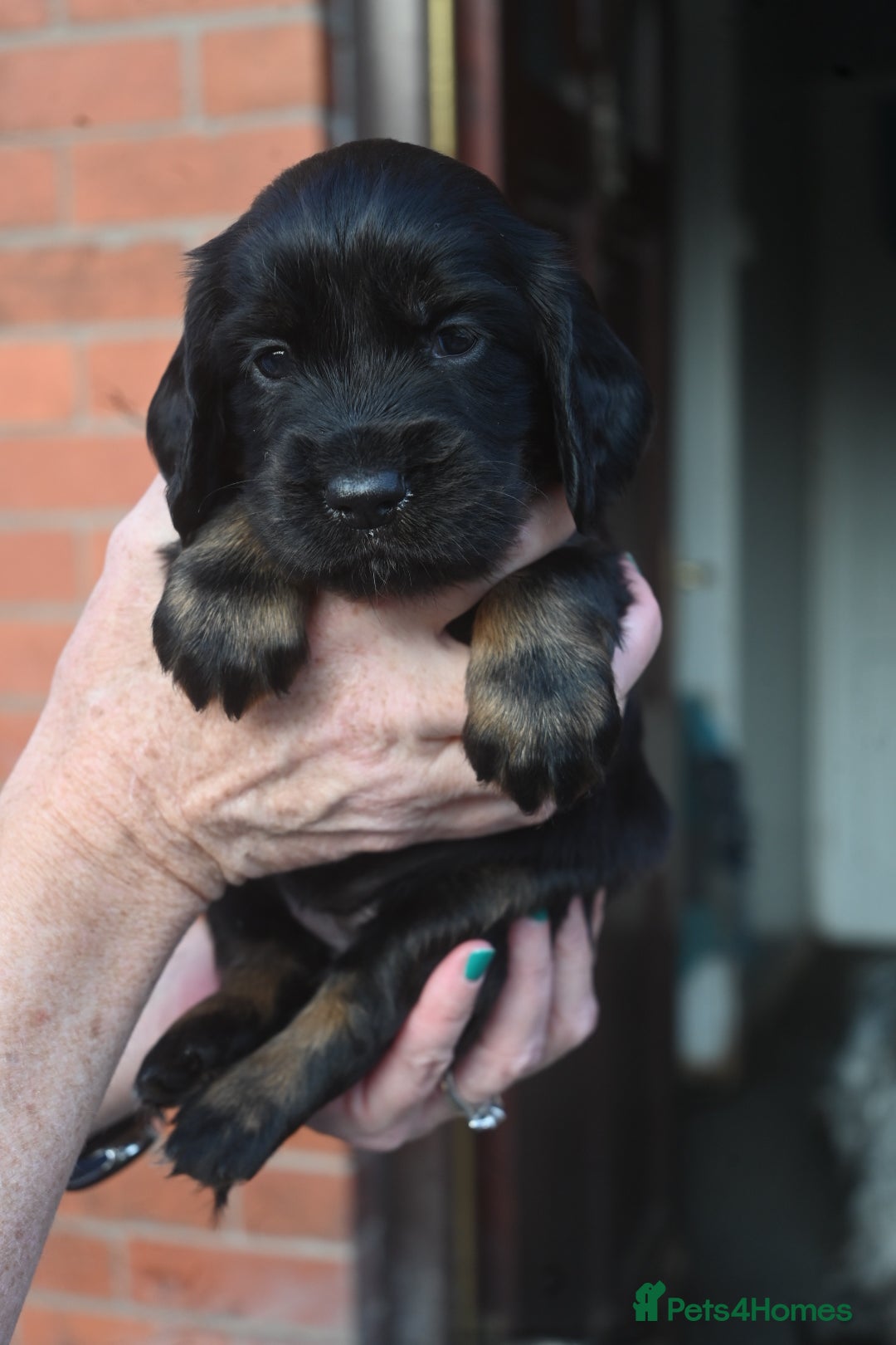 Cocker Spaniel dogs for sale: Cocker Spaniel puppies - Image 5