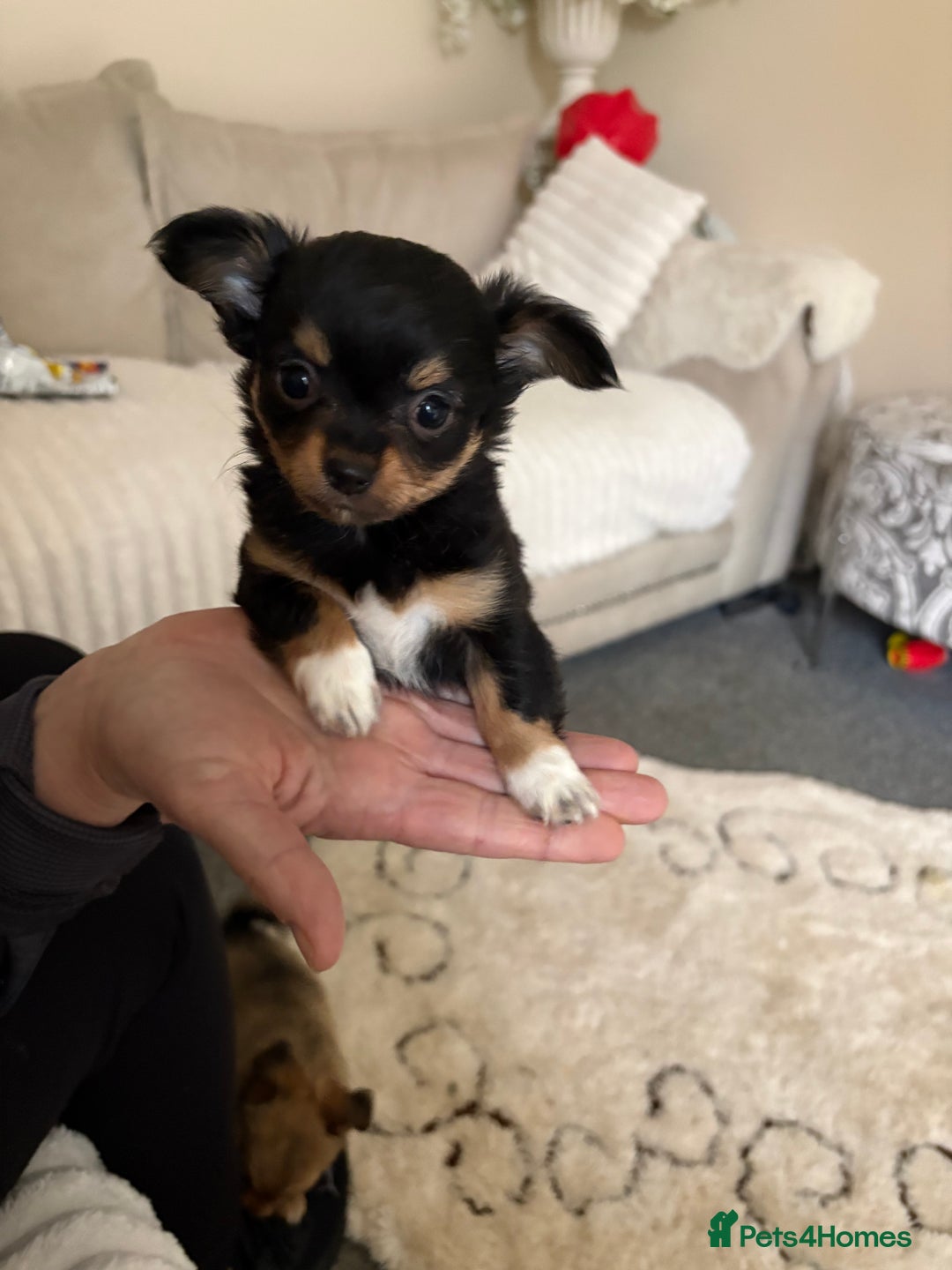 Chihuahua dogs for sale: Gorgeous tiny long coated chihuahua puppies  - Image 5