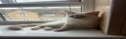 Ragdoll cats for sale: GCCF Registered Kittens - Advert 1