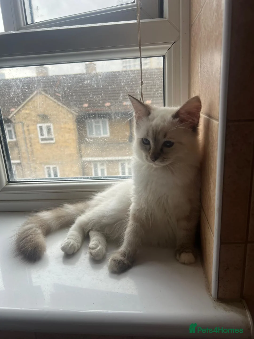Ragdoll cats for sale: GCCF Registered Kittens - Advert 1