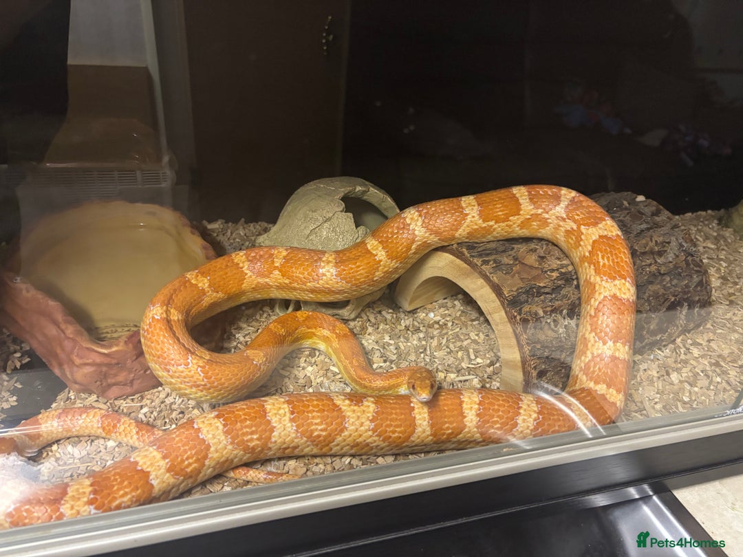 Corn Snake reptiles for sale: This is my 7 yr old corn snake called Bella  - Image 2