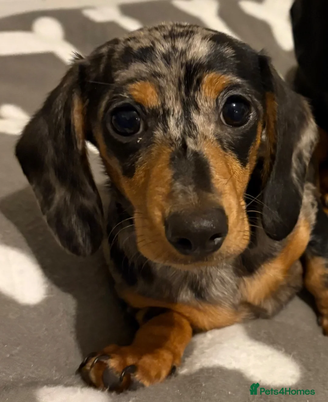 Miniature Dachshund dogs for sale: 10 Month old dapple for sale - Advert 1
