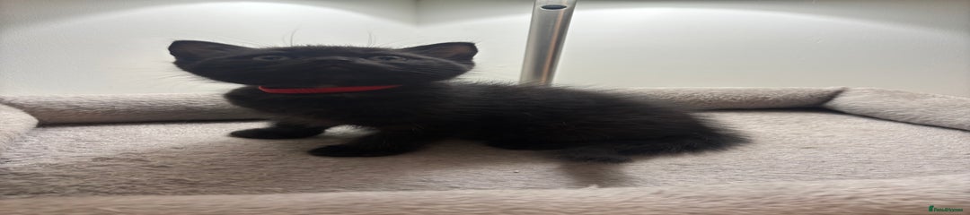 Smoke - Boy - Red Collar