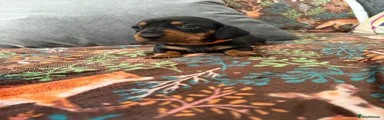Dachshund 2