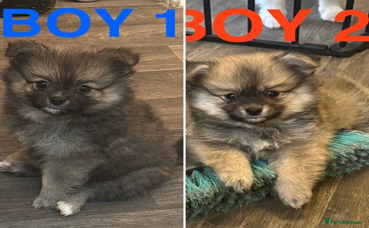 Pomchi dogs - Advert 16