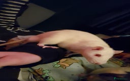 Rat rodents for sale: Three male rats & cage - Image 5