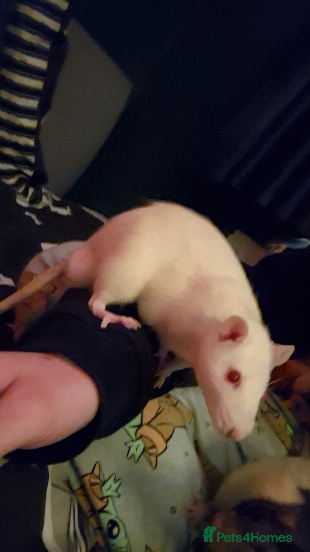 Rat rodents for sale: Three male rats & cage - Image 5