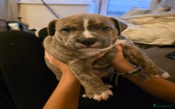 American Bully dogs for sale: Pocket Bully pups  - Image 5
