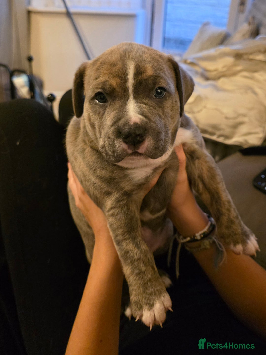 American Bully dogs for sale: Pocket Bully pups  - Image 5
