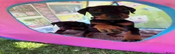 Dobermann dogs for sale: Champion Bloodline Doberman Puppies - Advert 15