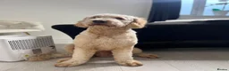 Goldendoodle dogs for stud: StandardGoldendoodle Stud–Intelligent,Non-Shedding in Loughborough - Advert 7