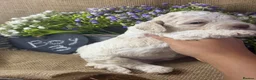 Lagotto Romagnolo dogs for sale: Cuteness overload Lagotto Romangnolo Puppies  - Advert 23