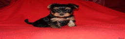 Yorkshire Terrier dogs for sale: 2 Beautiful Pure Breed Yorkshire Terrier females - Advert 7