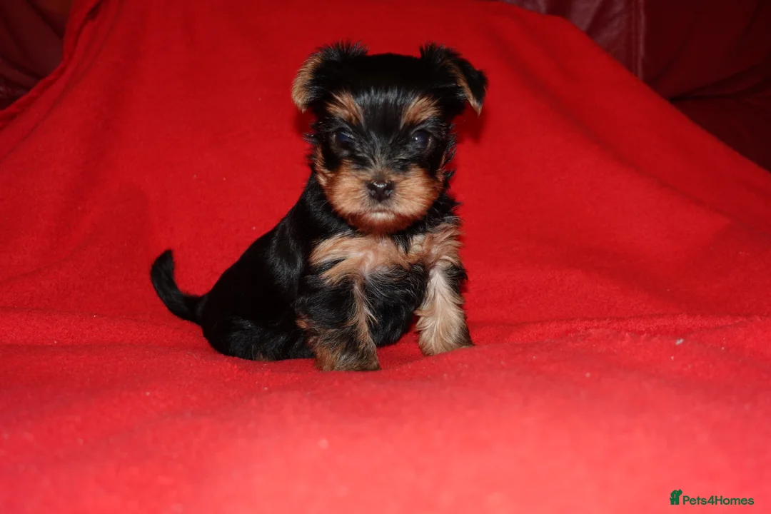 Yorkshire Terrier dogs for sale: 1 Beautiful Pure Breed Yorkshire Terrier female - Advert 7