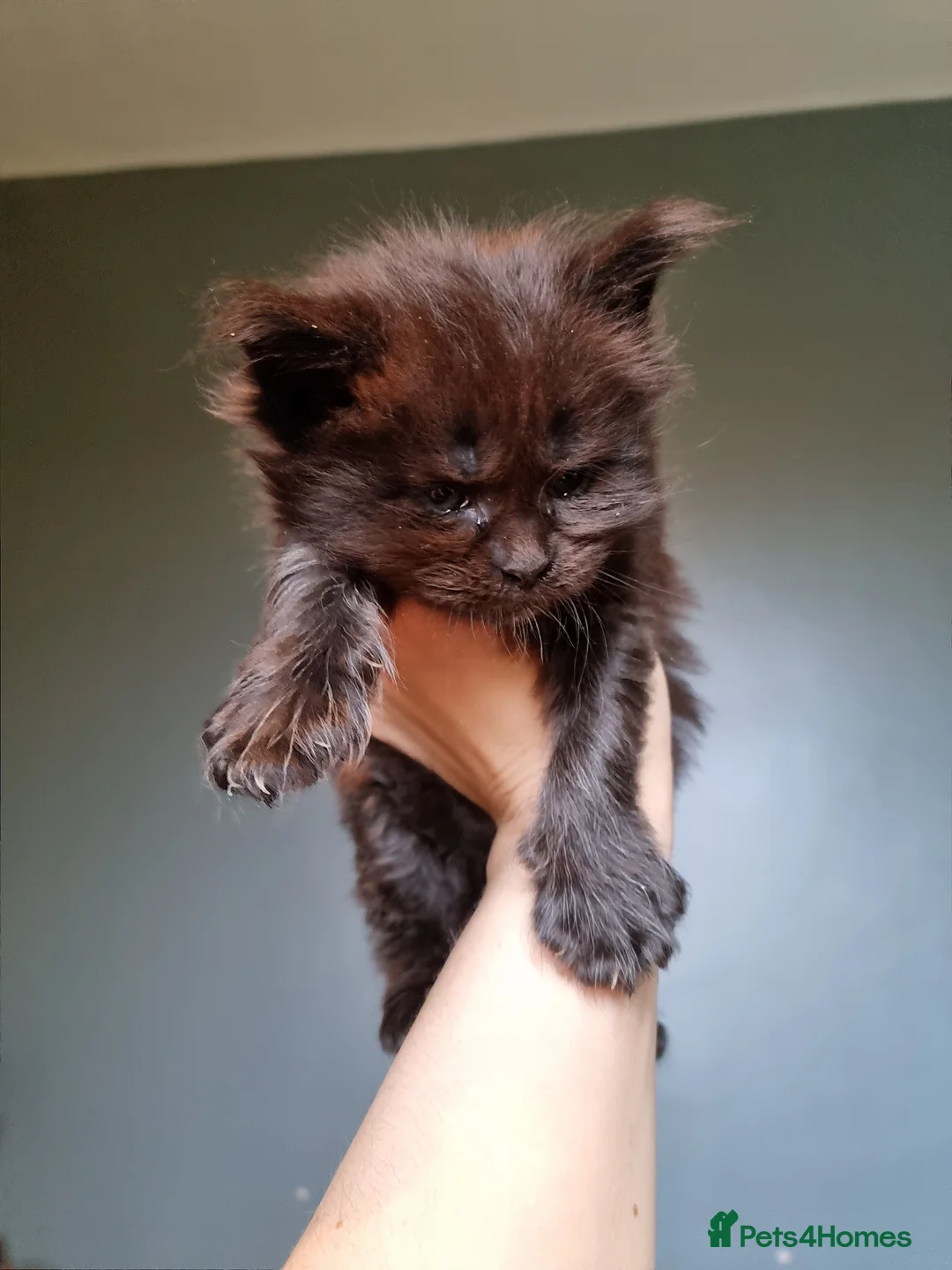 Maine Coon cats for stud: Proven Champion bloodlines stud in Doncaster - Advert 16