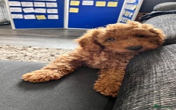 Cockapoo dogs for sale: 🌟  ONE RED CURLY FLUFFY BOY Now 🌟 in Boston - Image 19