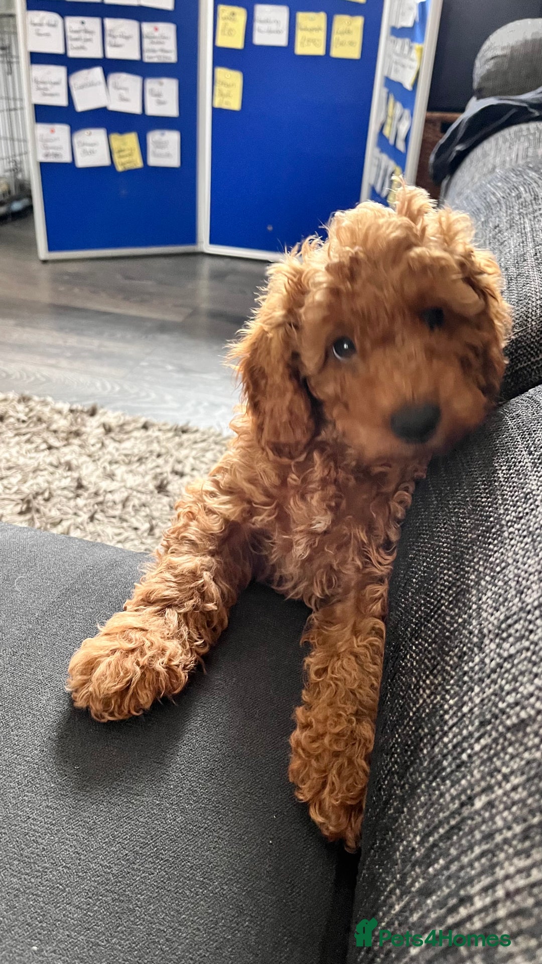 Cockapoo dogs for sale: 🌟  ONE RED CURLY FLUFFY BOY Now 🌟 in Boston - Image 19