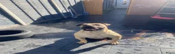Presa Canario dogs for stud: MALE CANARY MASTIFF BRUCE THE PRESA (THE TANK) - Advert 3