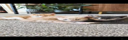 Mixed Breed cats for sale: 4 kittens  - Advert 9