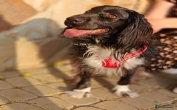 Cocker Spaniel dogs for adoption: 💖🐶 MIKA 🐶💖 - Image 15