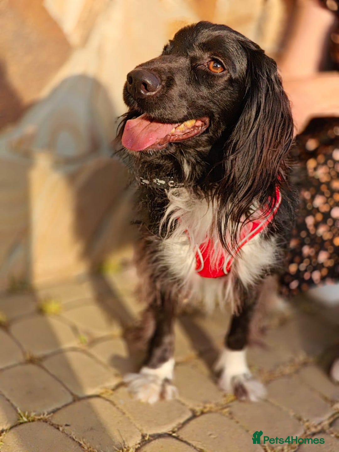 Cocker Spaniel dogs for adoption: 💖🐶 MIKA 🐶💖 - Image 15