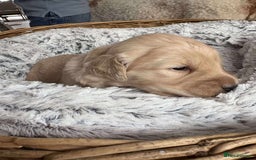 Mixed Breed dogs for sale: Multi generational goldendoodle puppies - Image 16