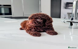 Cockapoo dogs for sale: Stunning Cockapoo Litter  - Image 3