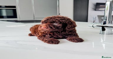 Cockapoo dogs - Advert 5