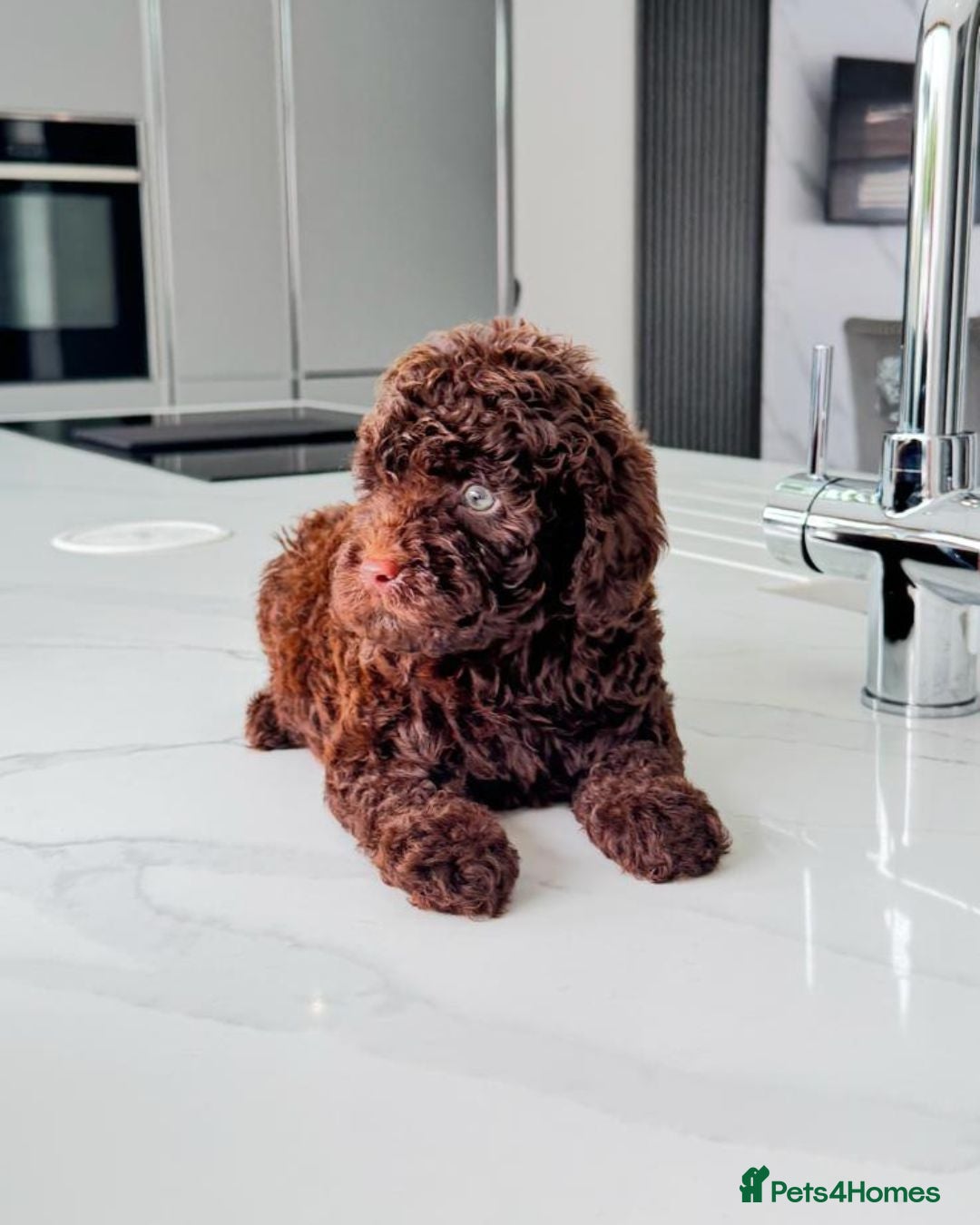 Cockapoo dogs for sale: Stunning Cockapoo Litter  - Image 3