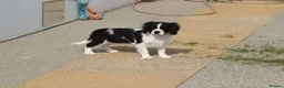 Cavalier King Charles Spaniel dogs for sale: Beautiful Cavalier King Charles Spaniel male  - Advert 9