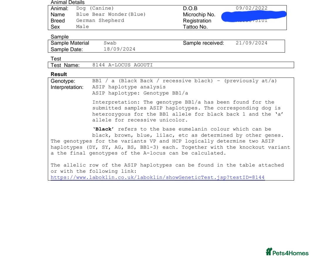 German Shepherd dogs for stud: PROVEN KC REG STRAIGHT BACK BLUE BICOLOUR in Redditch - Advert 11