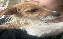 Jack Russell dogs for sale: Jack Russell X - Image 3