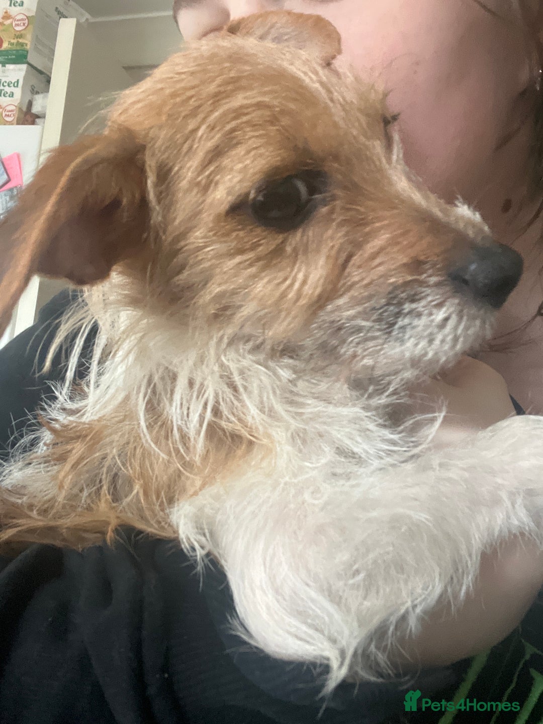Jack Russell dogs for sale: Jack Russell X - Image 3