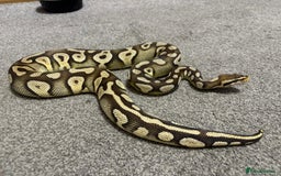 Python Snake reptiles for sale: Male royal python - Image 4