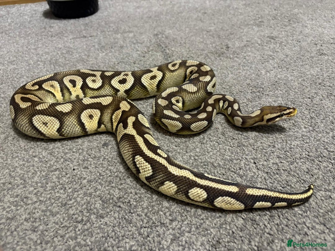 Python Snake reptiles for sale: Male royal python - Image 4