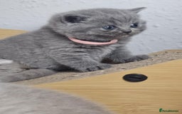 British Shorthair cats for sale: LAST GCCF British Shorthair Kittens Champion - Image 27