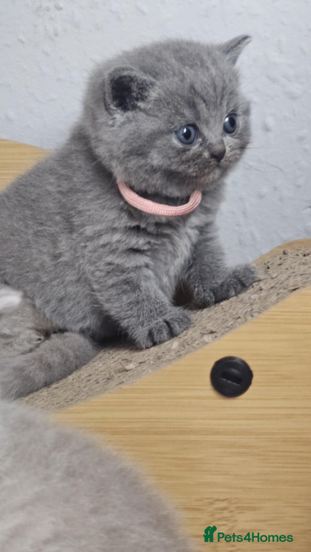 British Shorthair cats for sale: LAST GCCF British Shorthair Kittens Champion - Image 27