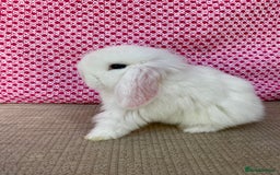 Mini Lop rabbits for sale: Beautiful mini lop kits  - Image 13