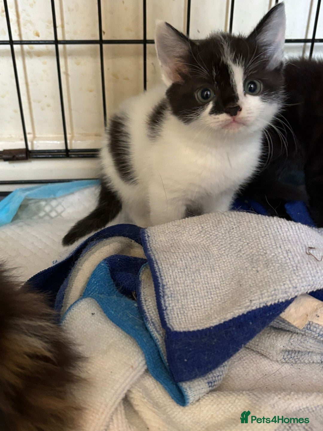 Norwegian Forest Cat cats for sale: NORWEGIAN FOREST KITTENS  - Image 1