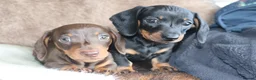 Miniature Dachshund dogs for sale: Beautiful miniature dachshund puppies  - Advert 20