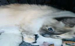 Ragdoll cats for sale: Stunning Ragdoll kittens  - Image 3