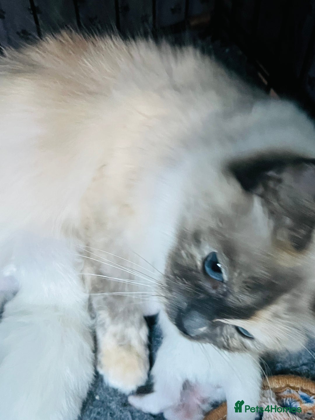 Ragdoll cats for sale: Stunning Ragdoll kittens  - Image 3
