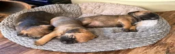 Border Terrier dogs for sale: Three Border Terrier Boys Looking for Forever Home in Seahouses - Advert 5