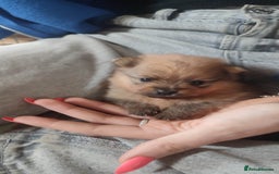 Pomeranian dogs for sale: Top Quality -KC registered  - Image 1