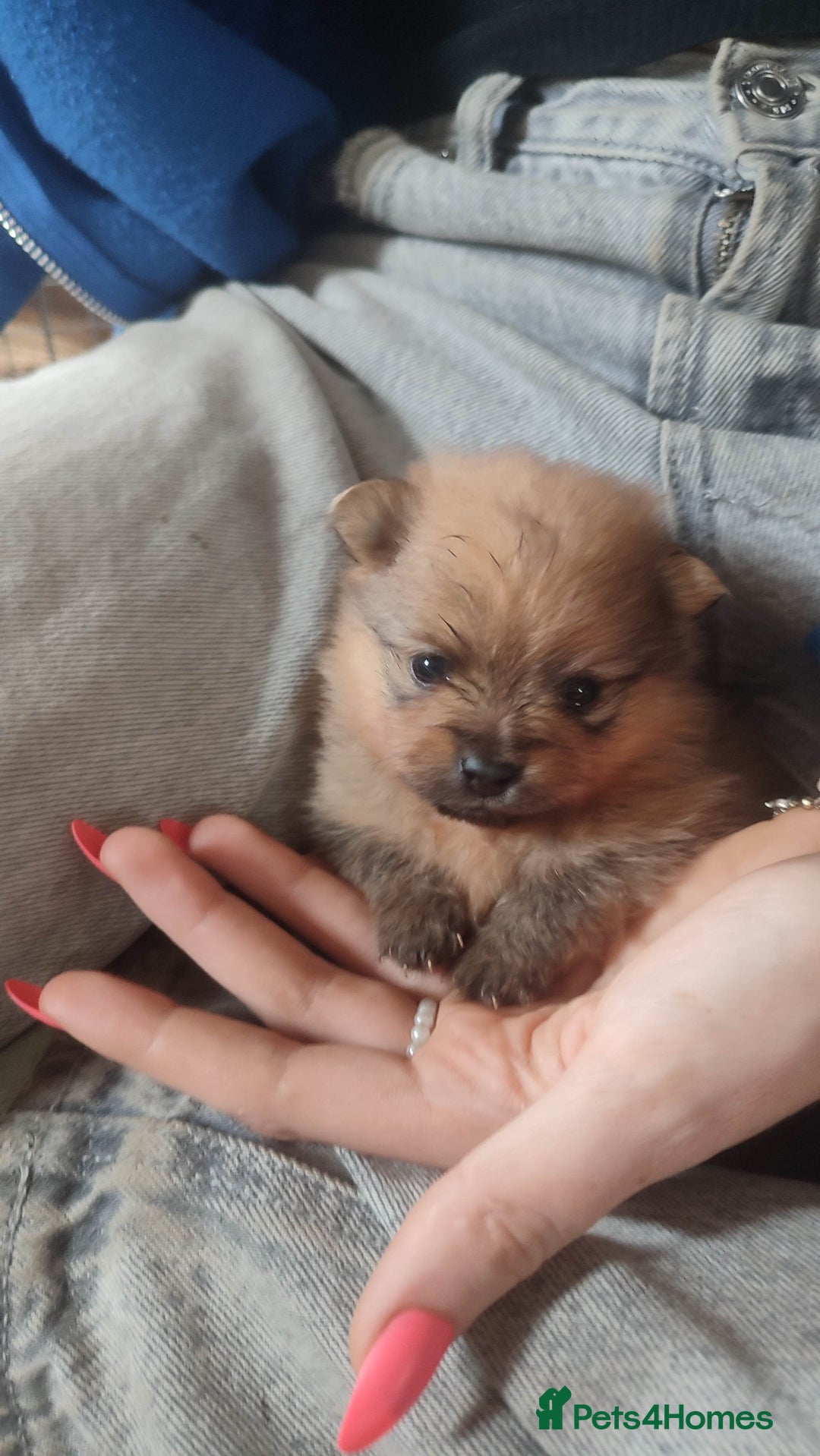 Pomeranian dogs for sale: Top Quality -KC registered  - Image 1